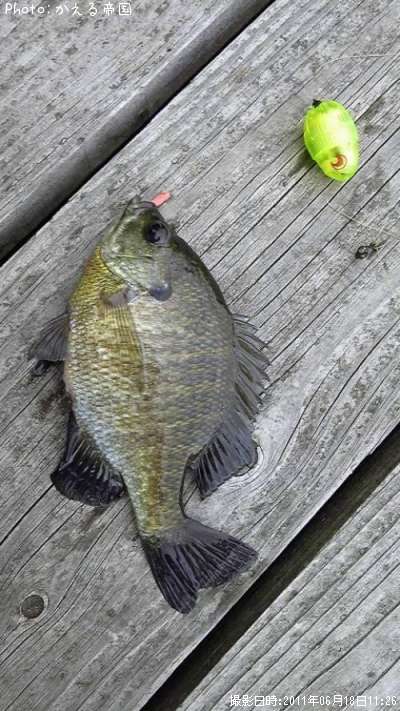 �֥롼����