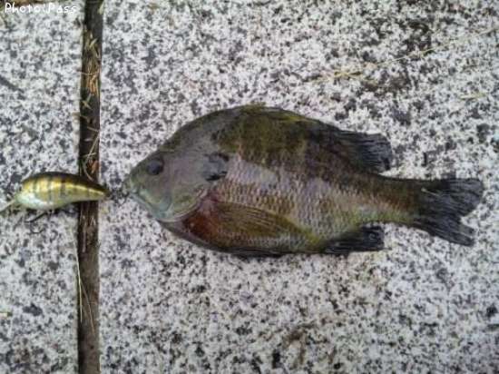 �֥롼����