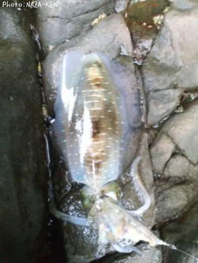 �����ꥤ��