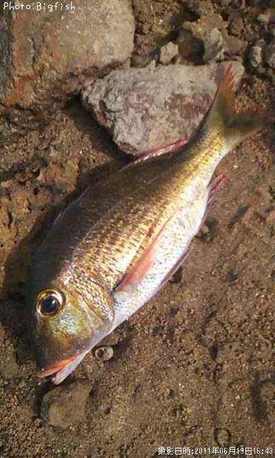 ���ߥե��ե�