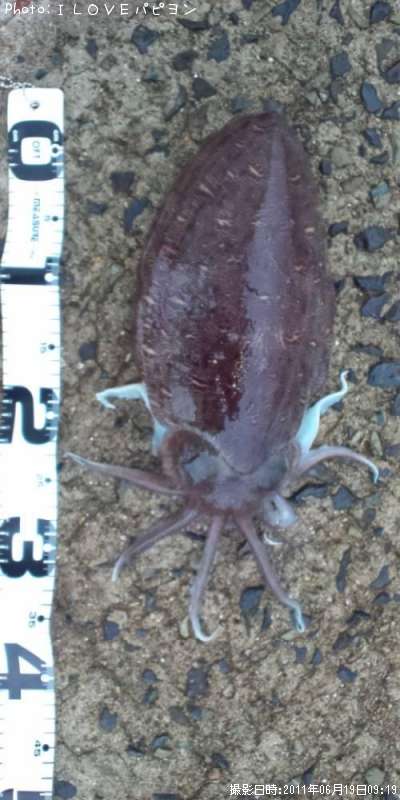 ��󥴥�����