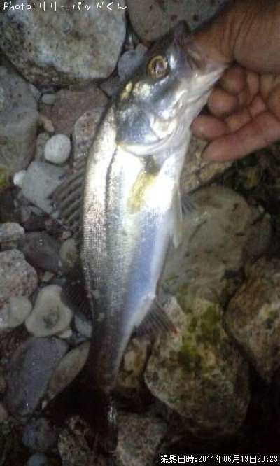 �������ޤĤ�����