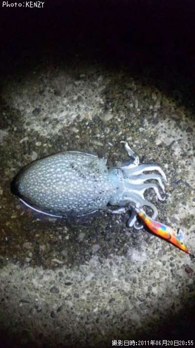 ����䥱����