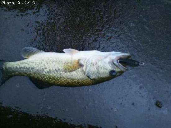 �֥�å��Х�