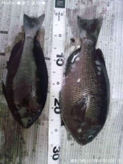 �᥸�ʡ�����