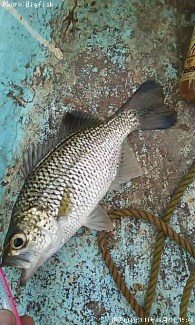 ���������楴��