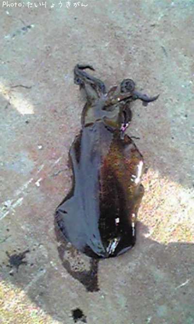 �����ꥤ��