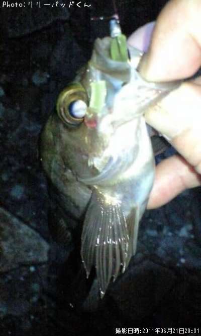 ��Х����