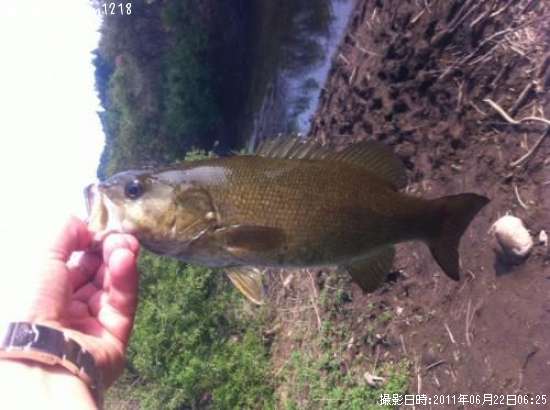 ���⡼��ޥ����Х�