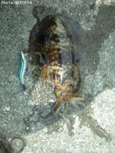 �����ꥤ��