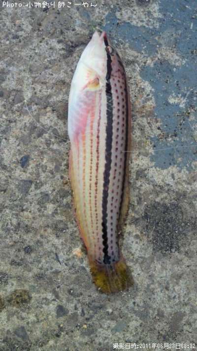 ���奦����