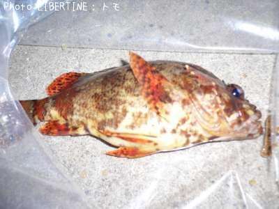 �������Х�