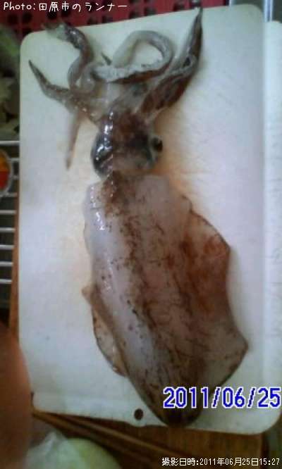 �����ꥤ��