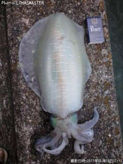 �����ꥤ��