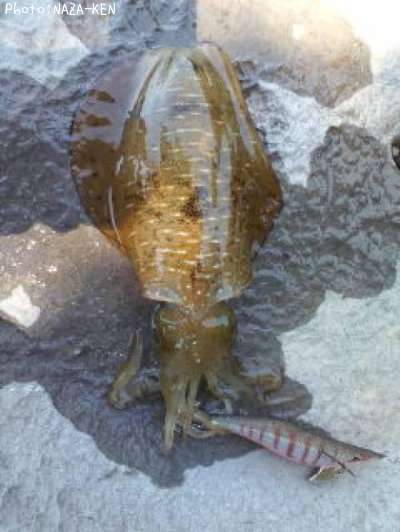 �����ꥤ��