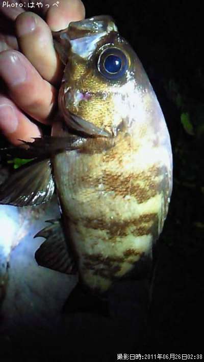 ��Х�