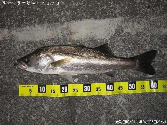 �����Х�