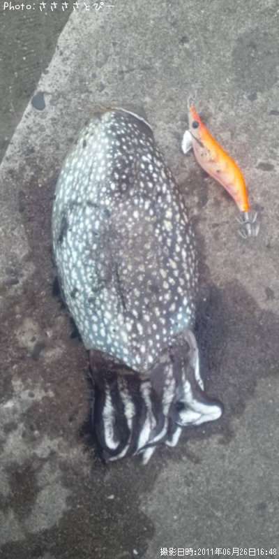 ����䥱����