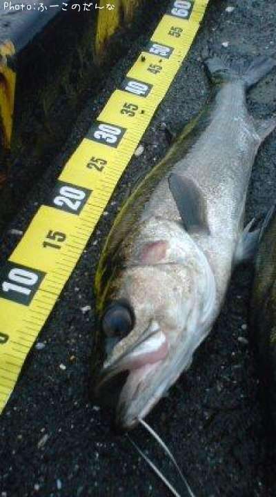 �����Х�