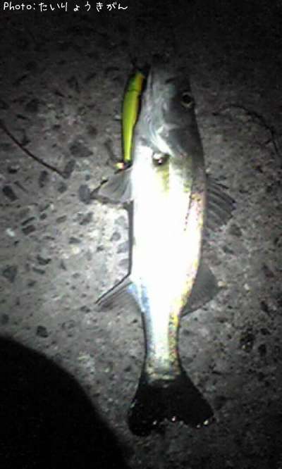 �����Х�