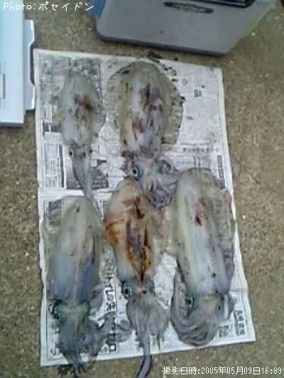 �����ꥤ��