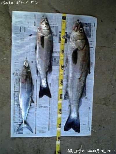 �����Х���������