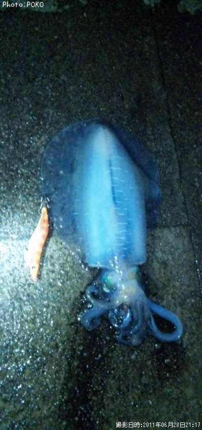 �����ꥤ��