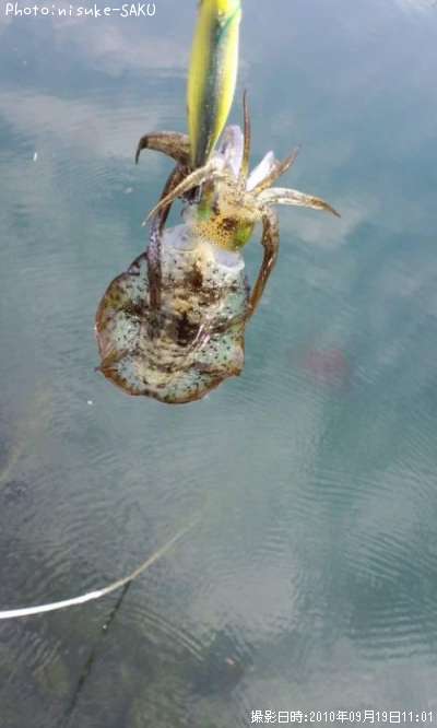 �����ꥤ��