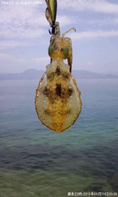 �����ꥤ��