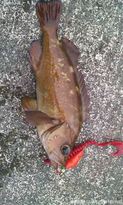 ������Х�