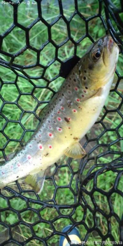 �֥饦��ȥ饦��