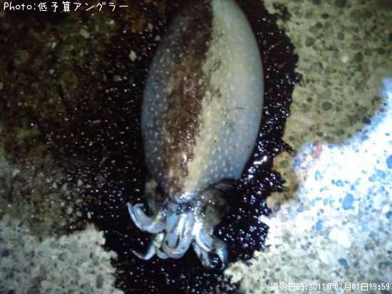 ����䥱����