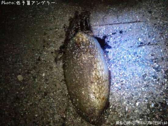 ����䥱����