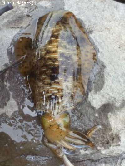 �����ꥤ��