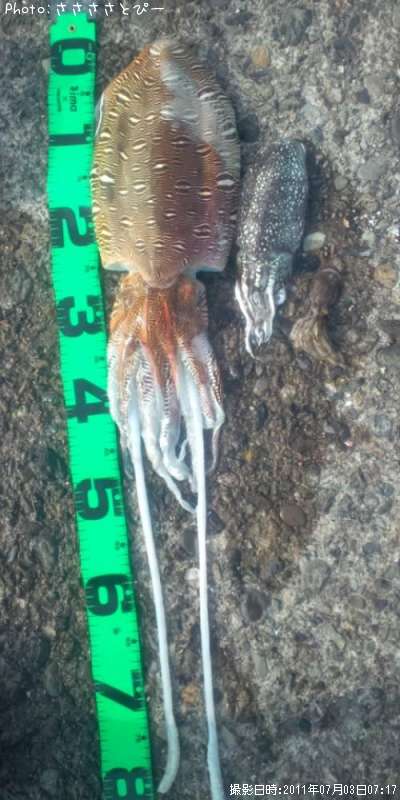 ����䥱����