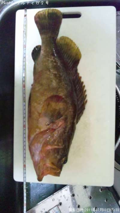 �����ϥ�