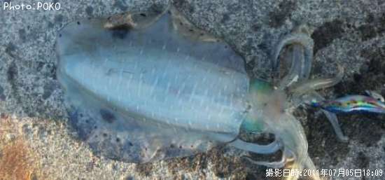 �����ꥤ��