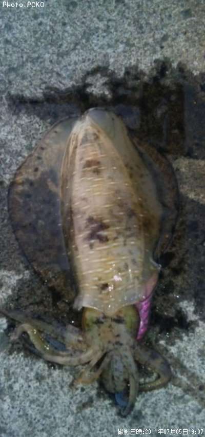 �����ꥤ��