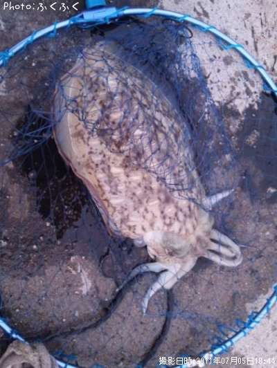 ��󥴥�����