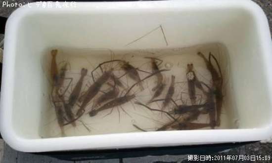 �ƥʥ�����