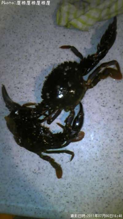 ���ˡ����ʥ����ҥ��饮