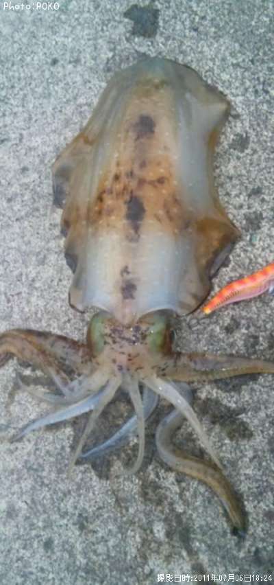 �����ꥤ��