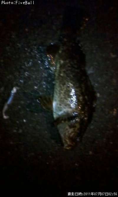 �٥å�������