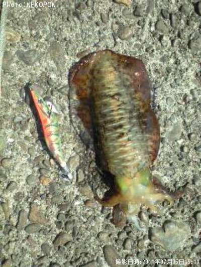 �����ꥤ��