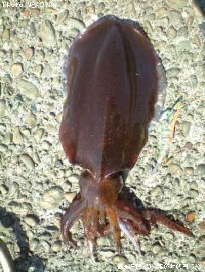 �����ꥤ��