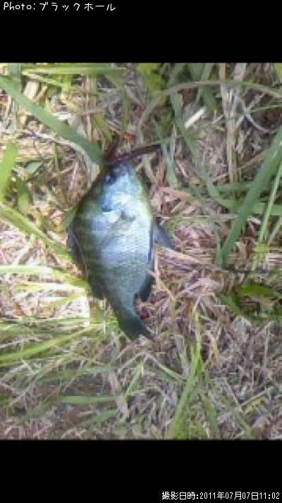 �֥롼����