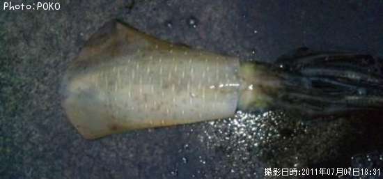 �����ꥤ��