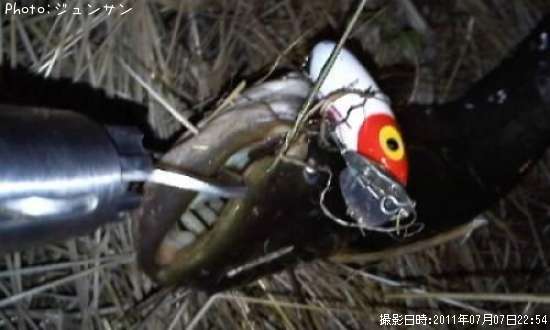 �ʥޥ�