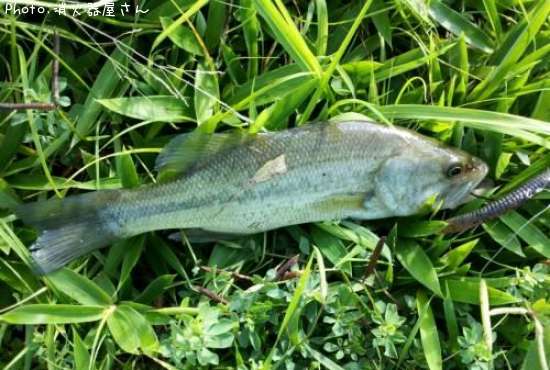 �֥�å��Х�