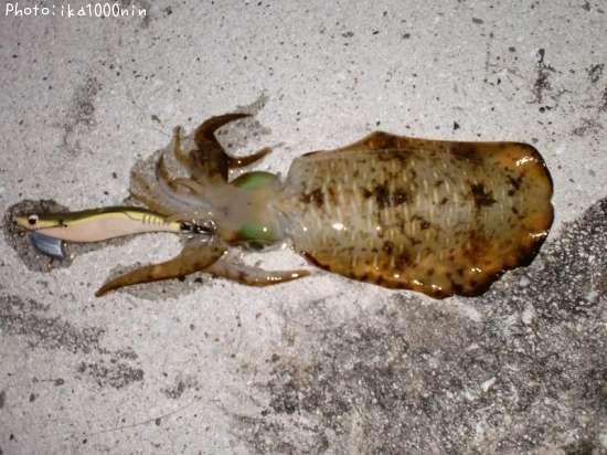 �����ꥤ��